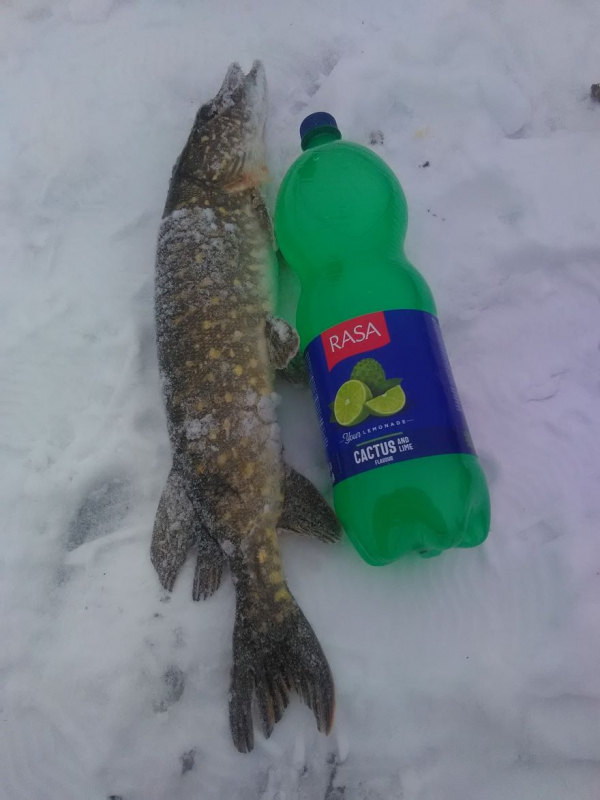 Visą sugautą laimikį M. Pupininkas atiduoda tvarkyti žmonai.