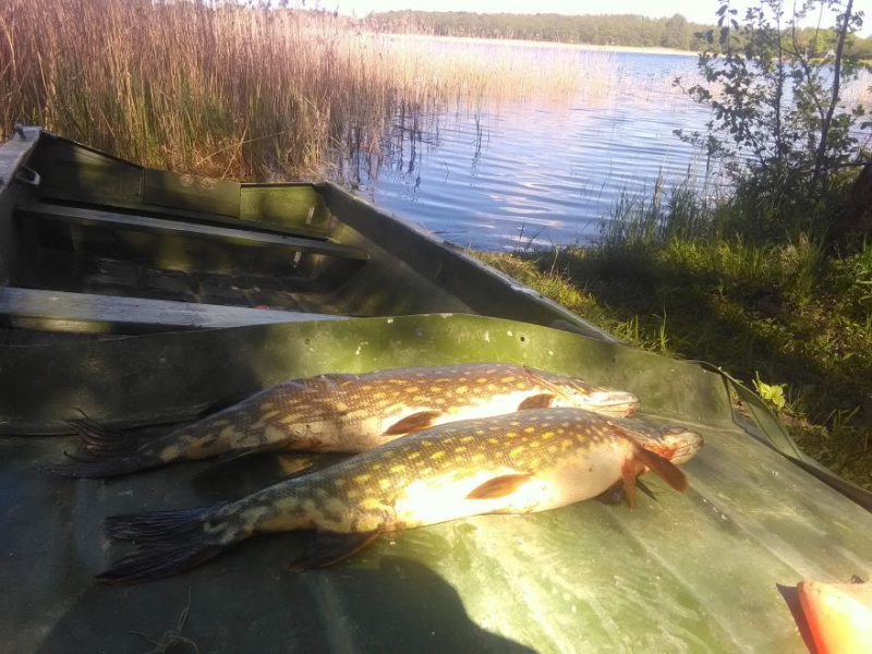 Visą sugautą laimikį M. Pupininkas atiduoda tvarkyti žmonai.