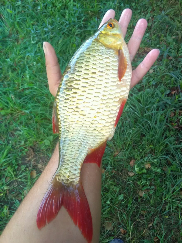 Visą sugautą laimikį M. Pupininkas atiduoda tvarkyti žmonai.