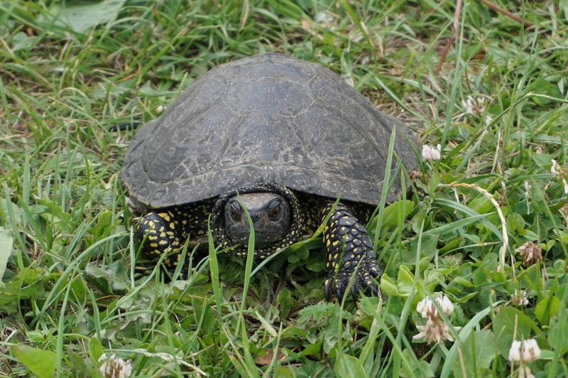 <strong>Kaimo turizmo sodybos savininkas R. Vaškevičius išgelbėjo šį vėžlį.</strong>