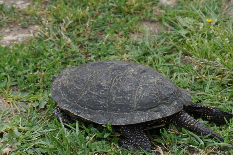 <strong>Kaimo turizmo sodybos savininkas R. Vaškevičius išgelbėjo šį vėžlį.</strong>