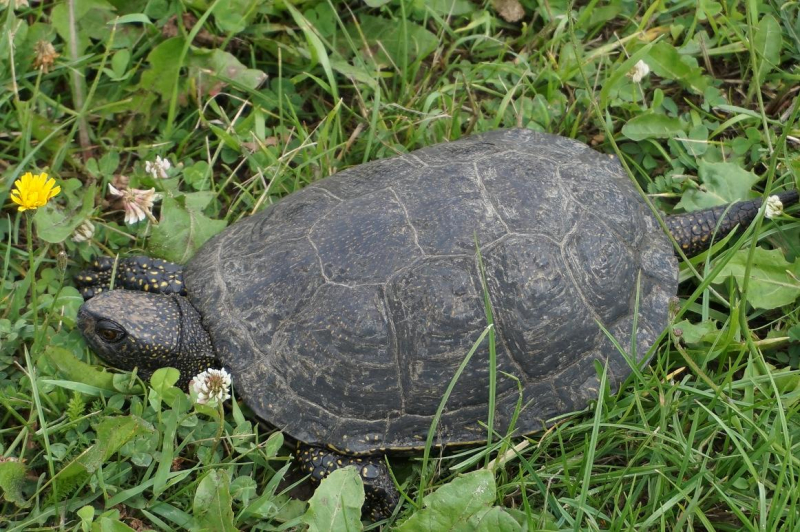 <strong>Kaimo turizmo sodybos savininkas R. Vaškevičius išgelbėjo šį vėžlį.</strong>