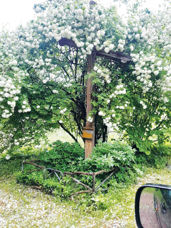 Šis pavasaris palinkusiam nuo metų naštos senajam kryžiui buvo paskutinis.